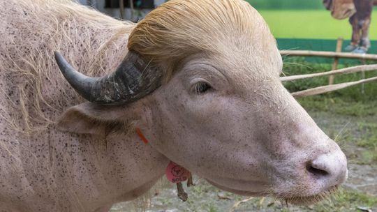 Albínskeho byvola s „Trumpovým účesom“ mali obetovať. Pred smrťou ho zachránila internetová sláva