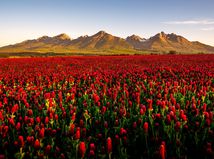 tatry