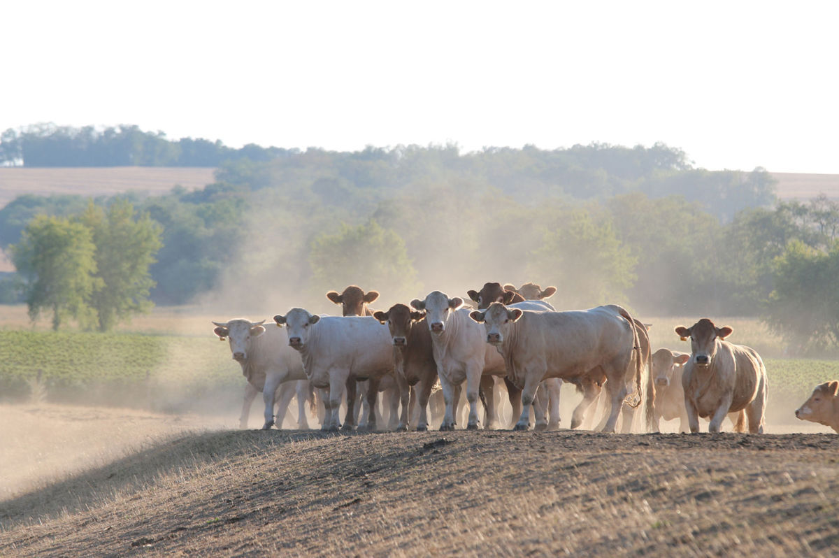 The revival of animal production is from year to year...