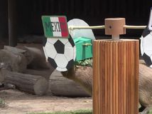 ZOO, Guadalajara, tipovanie MS, Reuters, NEPOUZIVAT