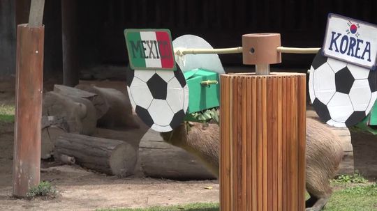 VIDEO: Zvieratá v ZOO v Guadalajare tipovali výsledky zápasov MS vo futbale. Čechov nepotešili