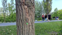 Piešťany, Kúpeľný ostrov, Dominova promenáda