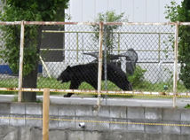 Japan Bear Attack