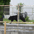 Japan Bear Attack