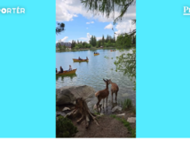 lesná zver, Strbské pleso, mReportér