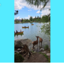 lesná zver, Strbské pleso, mReportér