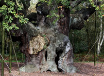Britain Robin Hood Oak Tree