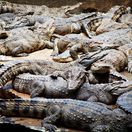 crocodiles