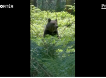 medveď, cesta, les, mReportér