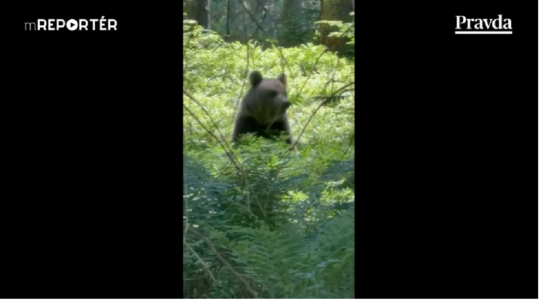 VIDEO: Medveď pri ceste! Bol spozorovaný blízko ľudí, dávajte pozor
