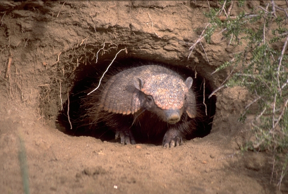 David Attenborough: Život savců (2)